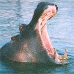 hippo open mouth